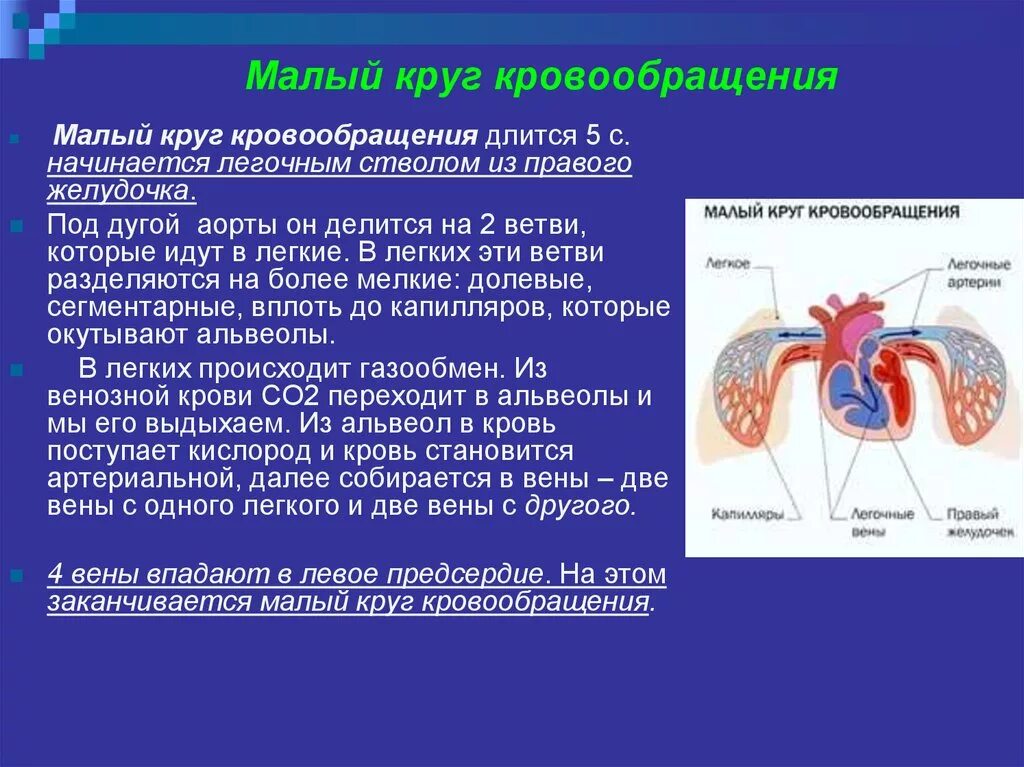 Легочной круг кровообращения заканчивается. Откуда идет малый круг кровообращения. Малый Крук кровообращения. Алый круг кровообращения. Мылый Крук кровообращения.