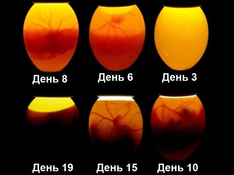 Почему горит яйцо