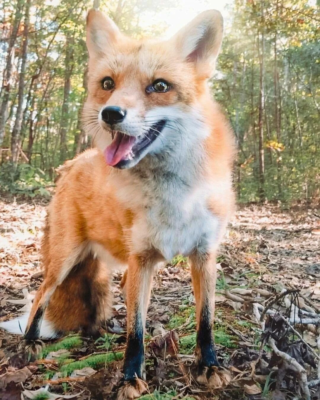 Fox time. Помски собака рыжая. Лисья помски. Помски рыжий. Лиса породы Джунипер.