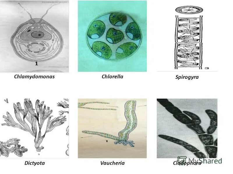 Низшие растения спирогира. Кладофора спирогира. Зеленые водоросли спирогира. Кладофора водоросль строение. Клостериум водоросль.