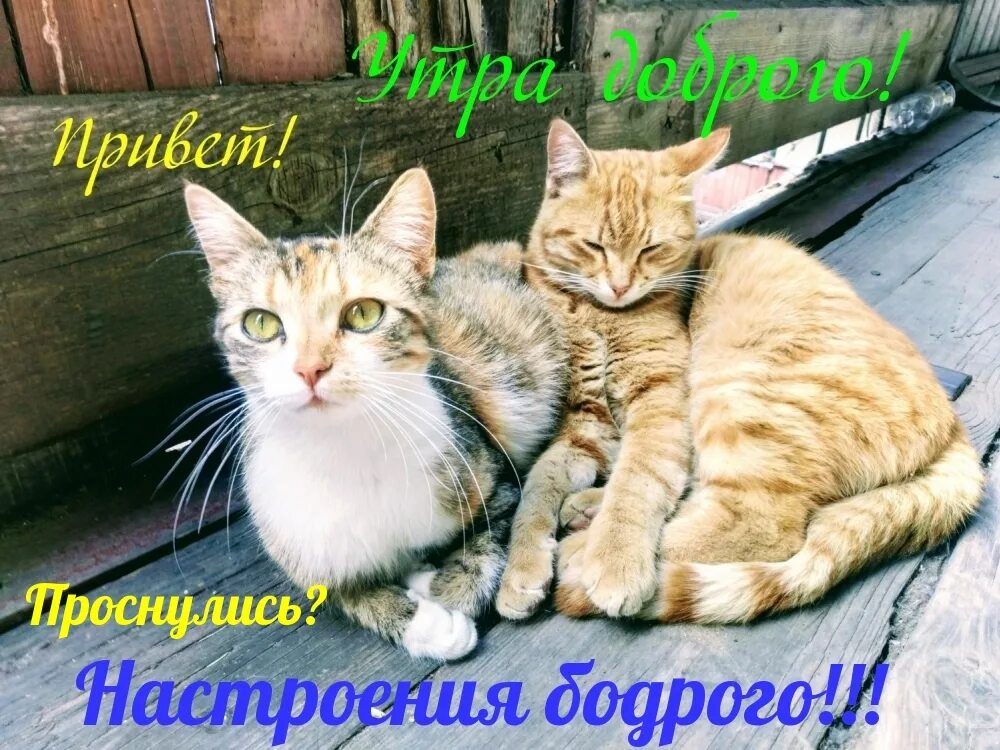 Встал добрее