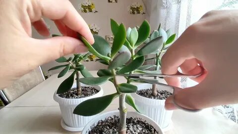 Как прищипывать денежное дерево