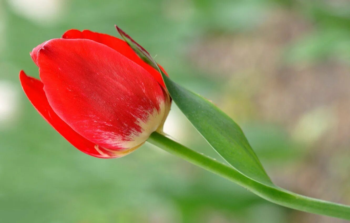 Красное тюльпановое поле. Алые тюльпаны фото. Поле красных тюльпанов. Red saigon тюльпан. Алые тюльпаны букет.