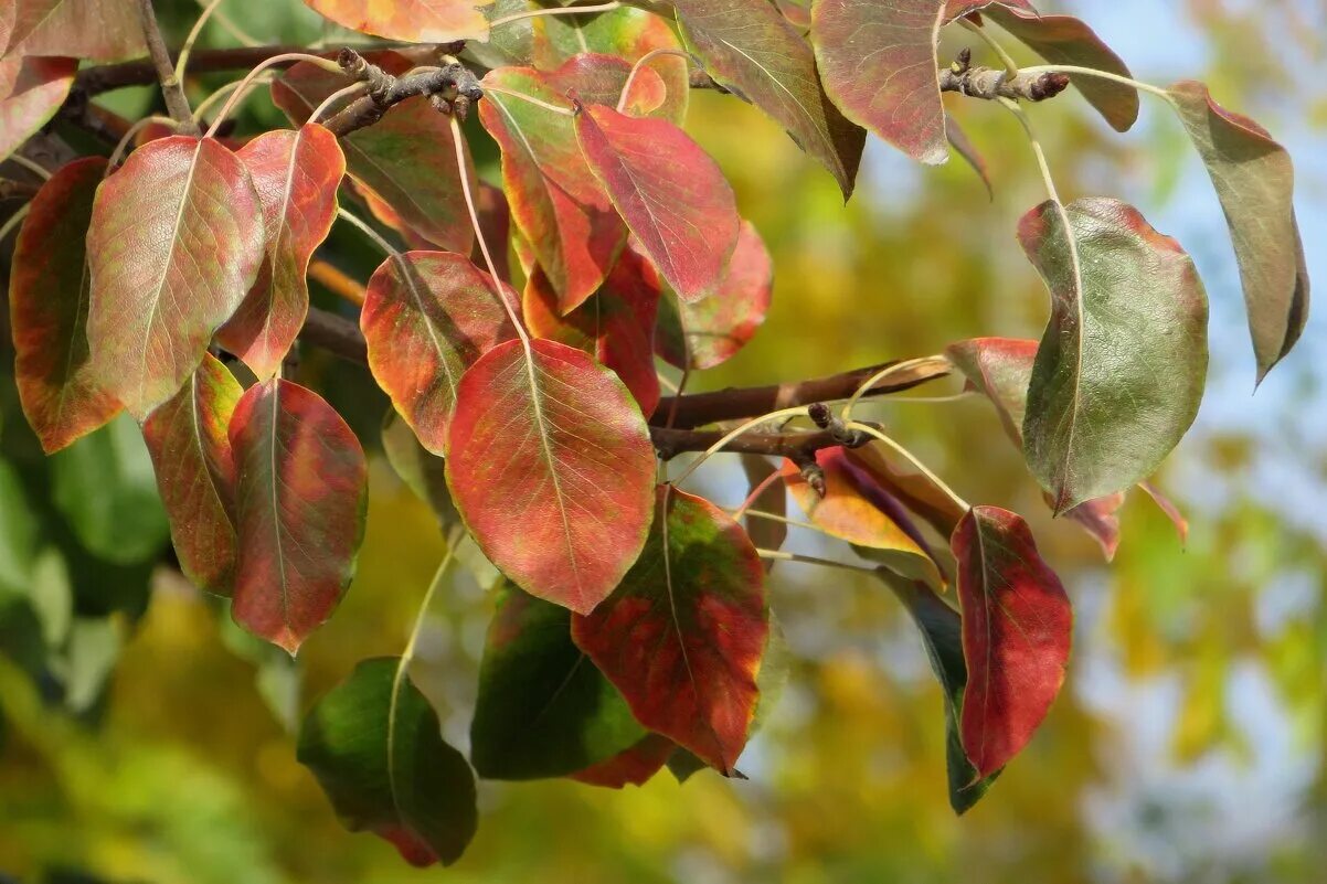 Почему краснеет дерево. Листья груши коричневеют. Груша Уссурийская листок. Побурение листьев груши. Краснеют листья на груше.
