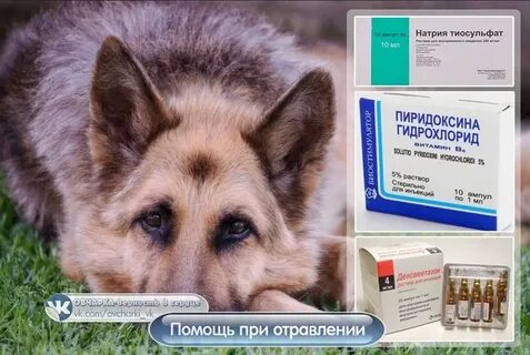 Опасный яд для собак