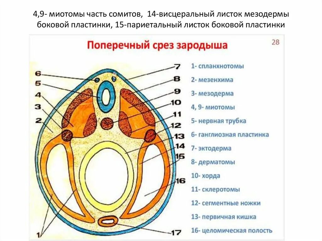 Дорсальная мезодерма и образование сомитов. Сомиты и спланхнотом. Сомиты мезодермы. Сомиты нефротом спланхнотом.