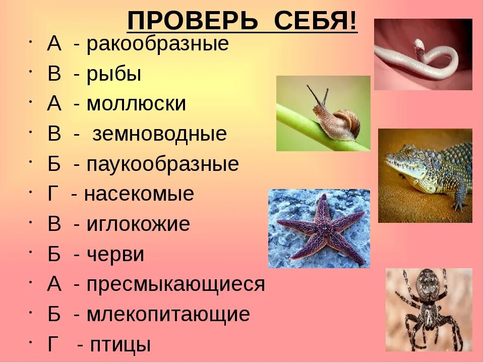 Какому классу относится изображенное животное