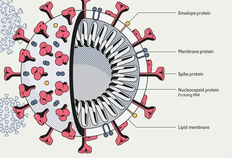 Коронавирус способы. Структура вируса SARS cov. Коронавирус структура SARS-cov-2. SARS-cov-2 строение. Строение вируса SARS-cov-2.