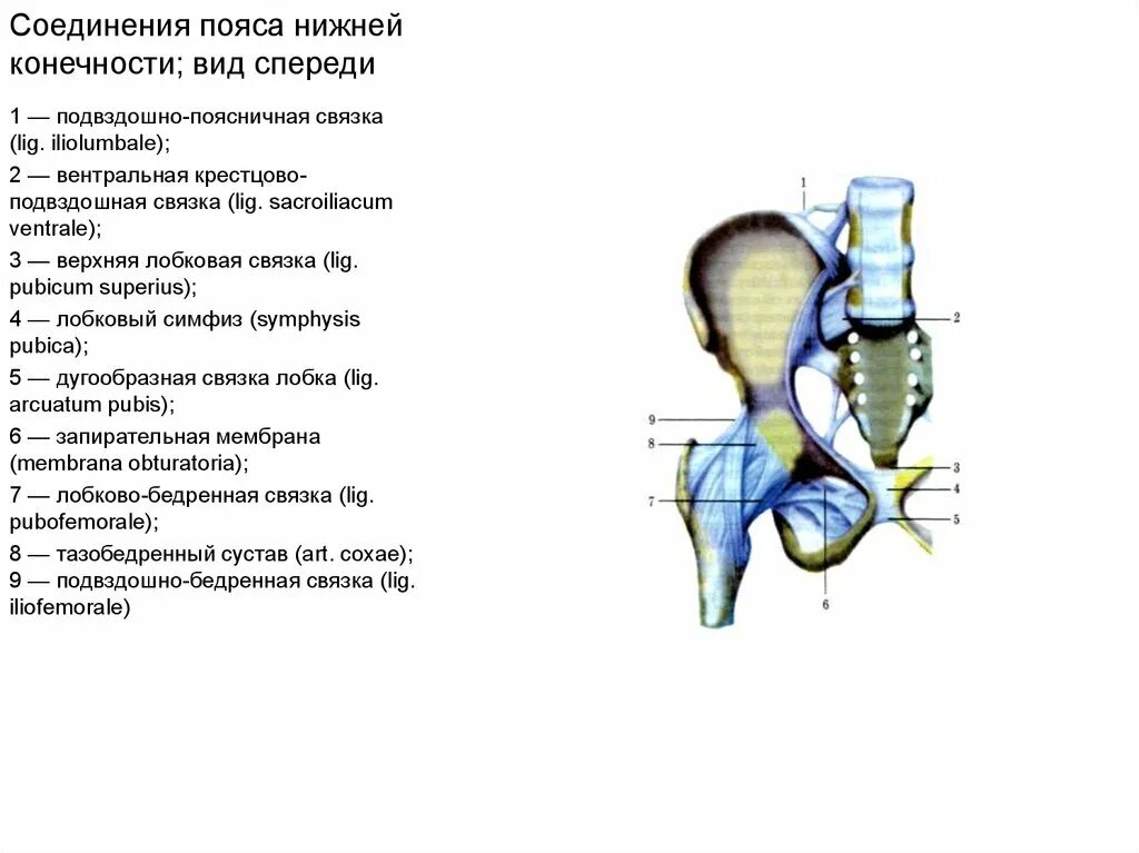 Соединения пояса нижних конечностей вид спереди. Соединение костей пояса нижних конечностей. Соединение костей пояса нижней конечности вид спереди. Кости нижней конечности Тип соединения. Соединение кости нижней конечности