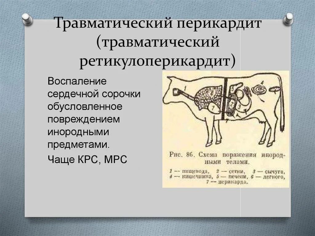 Курсовая крупно рогатый скот. Травматический ретикулоперикардит у крс. диагностика травматического перикардита у крс. перикардит травматический сердце коровы. травматический ретикулит крупного рогатого скота.
