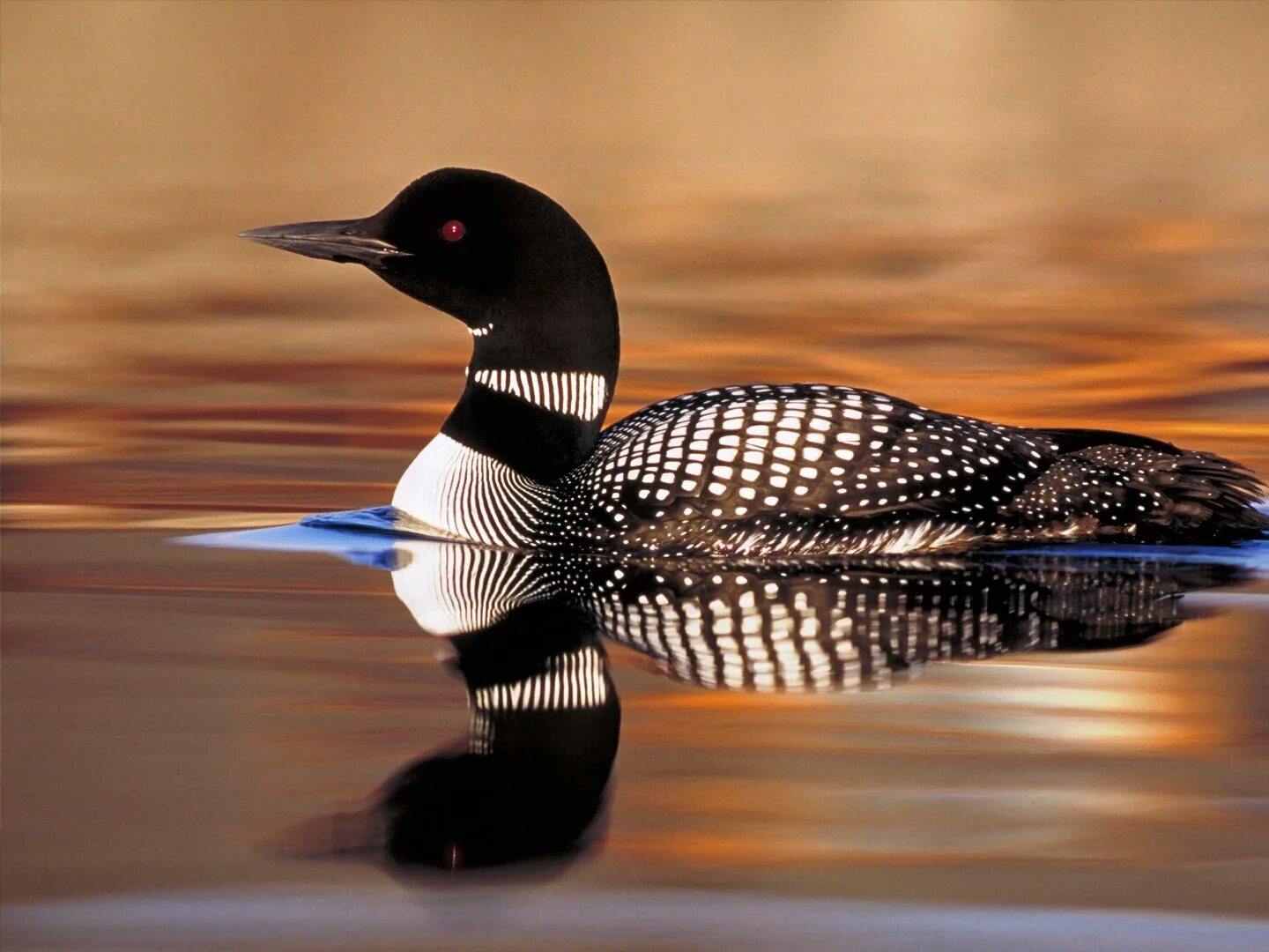 Птица чернозобая гагара. Гагара символ. Плавающая птица гагара манси. Гагара символ. Катя гагара.