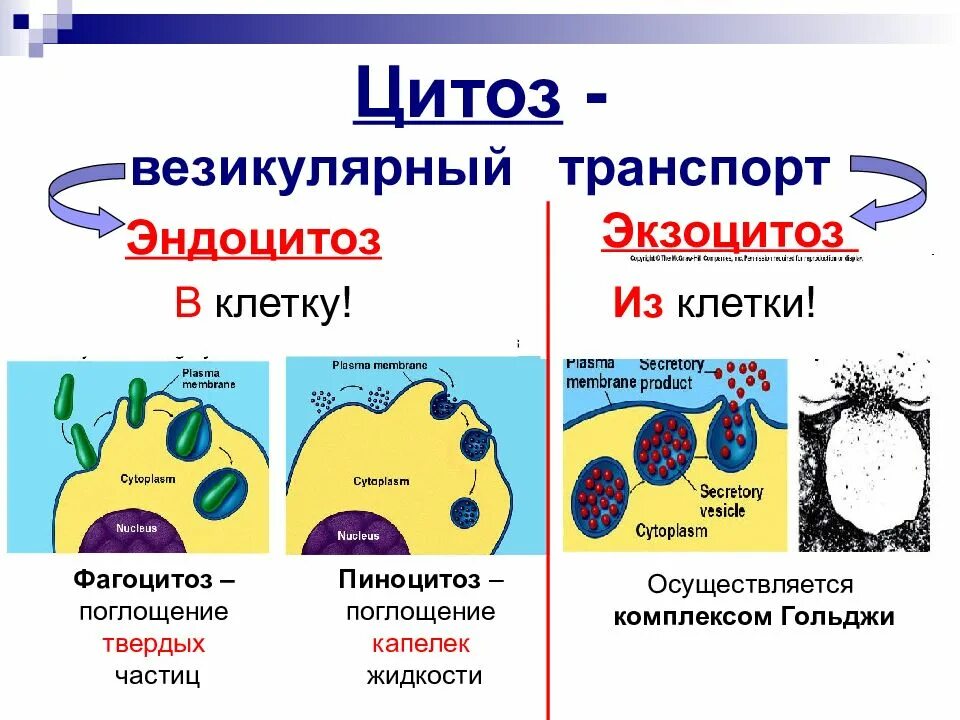 Фагоцитоз прокариот. Фагоцитоз клетки. Этапы эндоцитоза и экзоцитоза. Фагоцитоз эукариот. Фагоцитоз и пиноцитоз прокариотов и эукариотов.