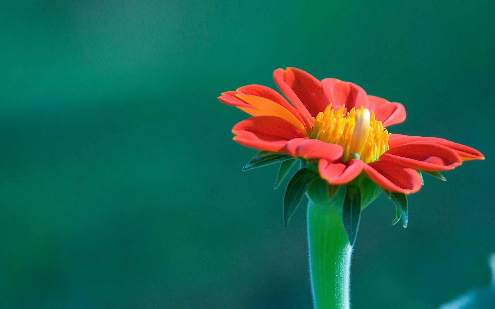 It s beautiful flower. Яркие цветы. Цветы на зеленом фоне. Обои на рабочий стол цветы. Один цветок.