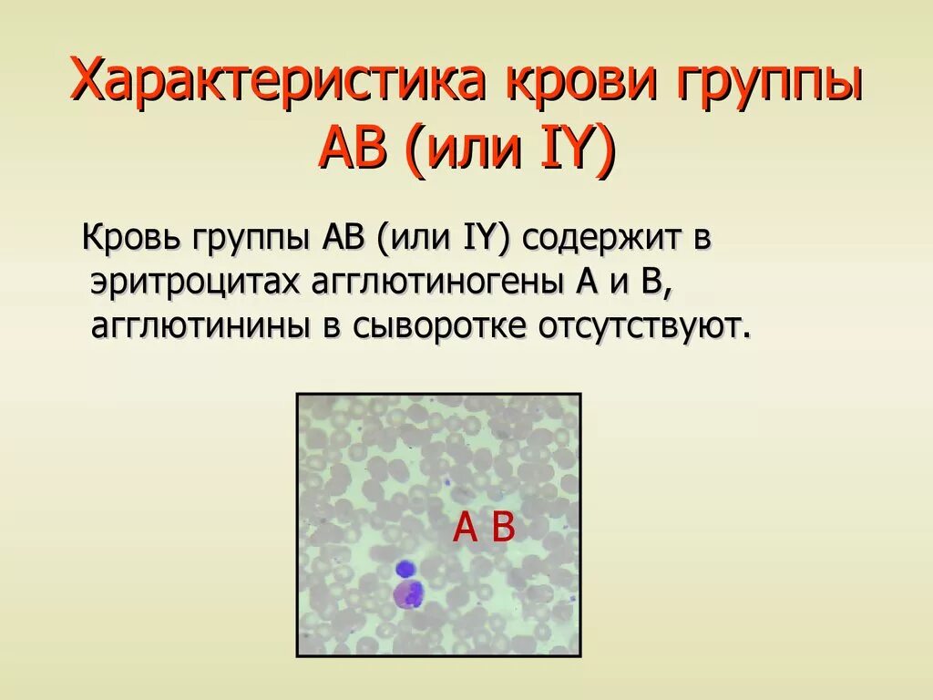 2 Группа крови. Характеристика групп крови. Особенности 2 группы крови. 4 Группа крови.