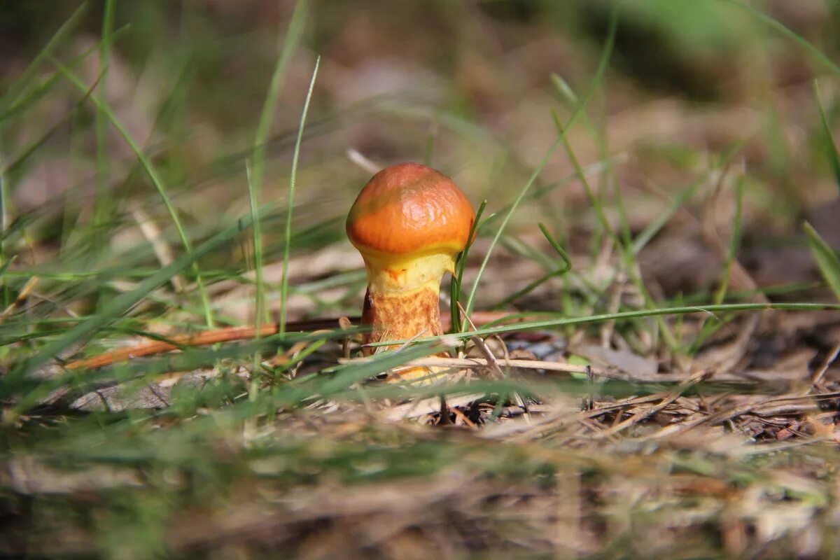 сон грибы маслята. маслята, моховики, лисички. грибы маслята. степные маслята. Suillus granulatus.
