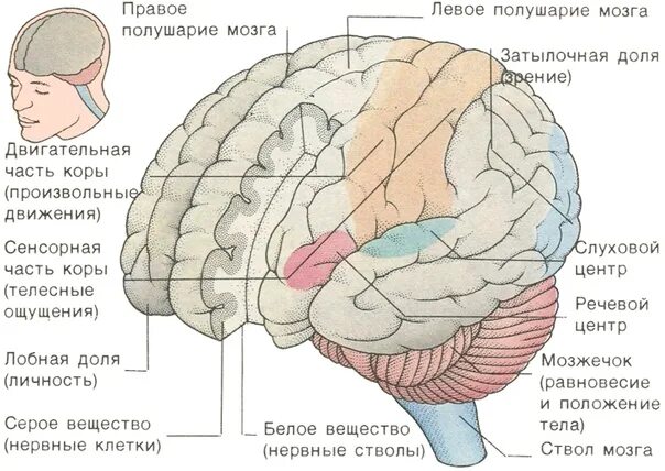 Левое полушарие доли. Строение головного мозга доли коры. Ориентировочный рефлекс отдел мозга. Полушария головного мозга мозолистое.