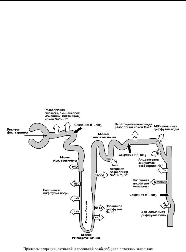 Реабсорбция ионов натрия в нефроне. Образование мочи реабсорбция. Первичная моча строение. Вещества реабсорбирующиеся при образовании вторичной мочи. Строение нефрона почки реабсорбция.