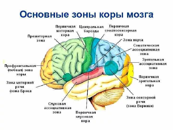 5 зон мозга. Зоны анализаторов в коре головного мозга. Функциональные зоны коры головного мозга. Топография зон коры головного мозга.