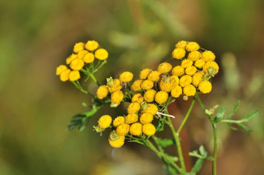 Пижма гатчинский. Пижма гатчинский. Пижма уральская. Кладбище в пижме гатчинского района. Пижма фото растения.