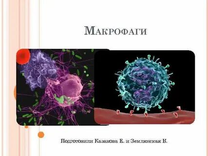 Макрофаги способны