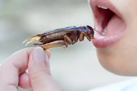 Насекомые которые едят людей