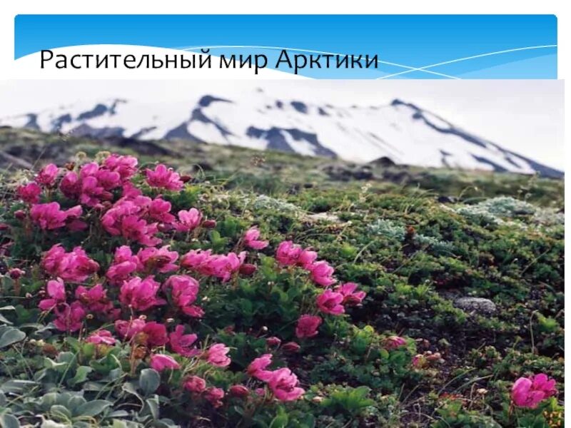 Зона арктических пустынь отличается разнообразием растительности. Зона арктических пустынь отличается разнообразием растительности
