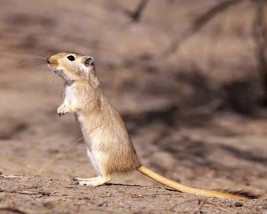 Песчанка в пустыне. Монгольская когтистая песчанка. Песчанка монгольская.  когтистая песчанка (meriones unguiculatus). Песчанка в пустыне.