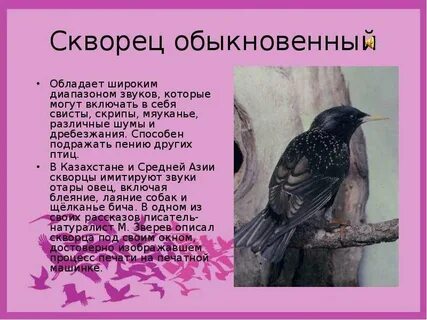Способен ли обыкновенный