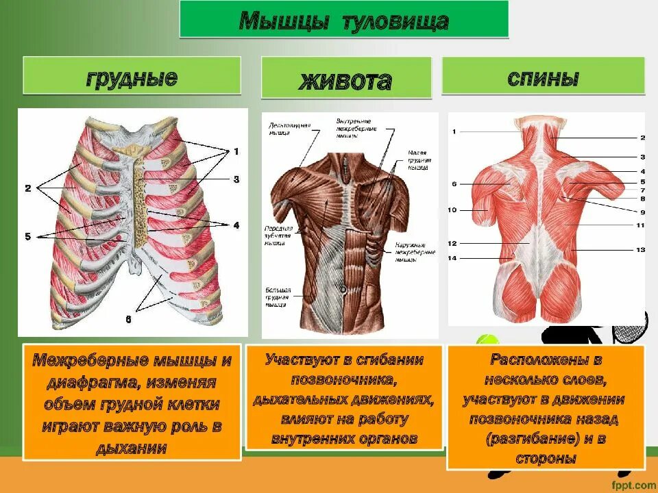Строение человека подразделяется на. Роль мышц туловища спереди. мышцы туловища сзади 8 класс биология. строение торса сзади. мышцы туловища спереди функции.