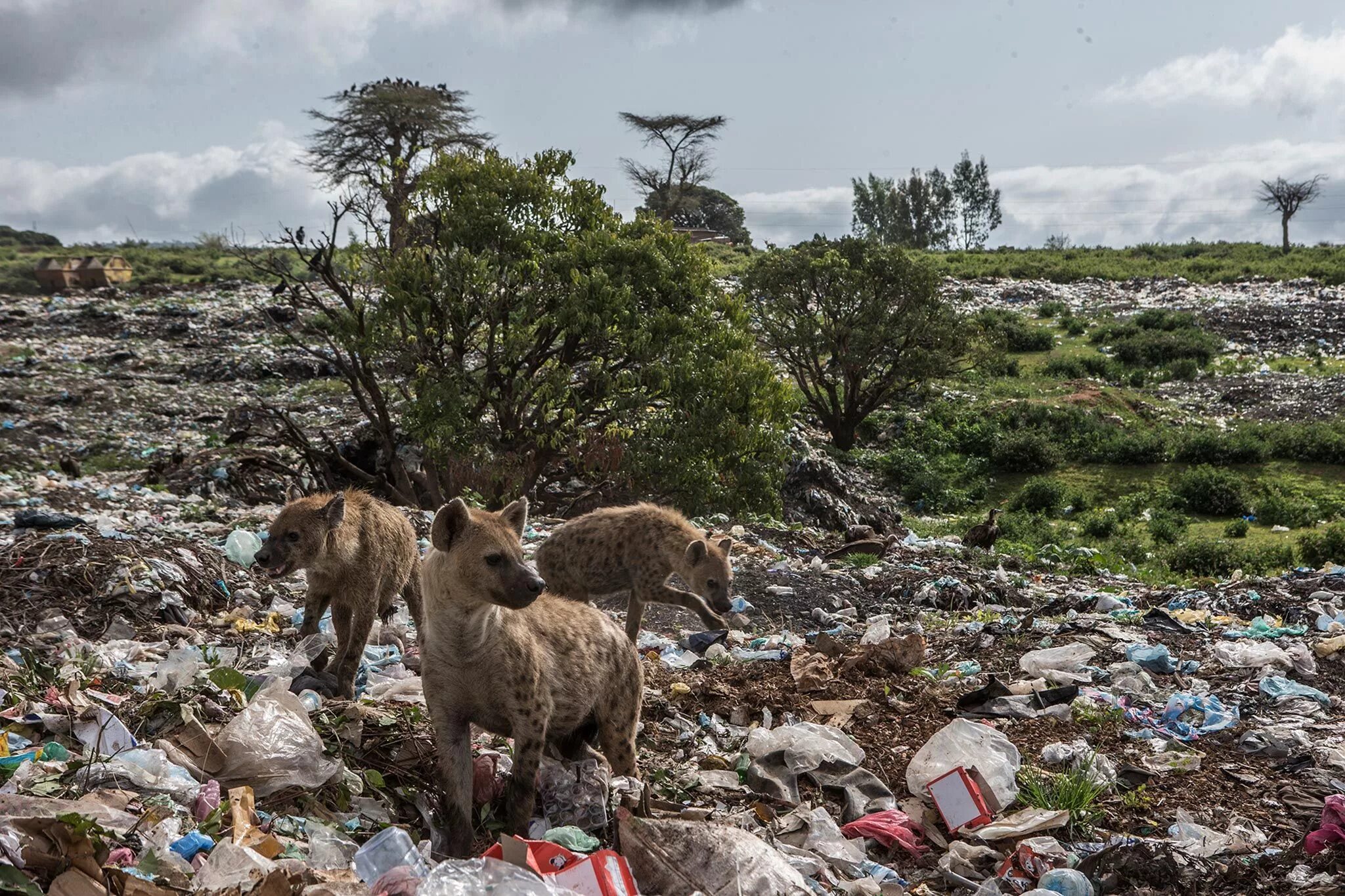 Pollution pictures. Уничтожение Флоры и фауны. Вымирание животных и рос. Уничтожение видов растений и животных. Вымирание животных и растений.