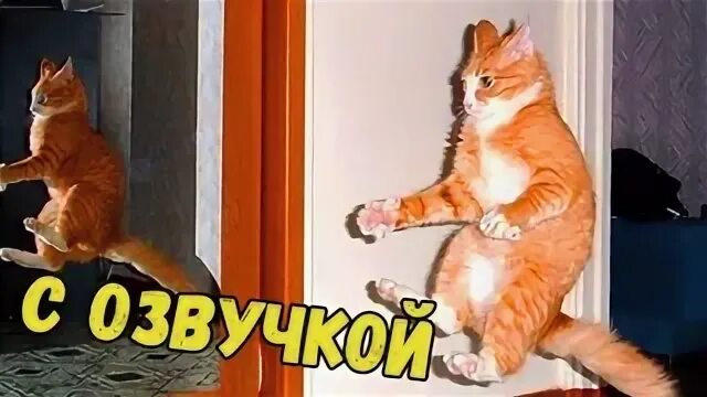 Приколы про животных с озвучкой на русском