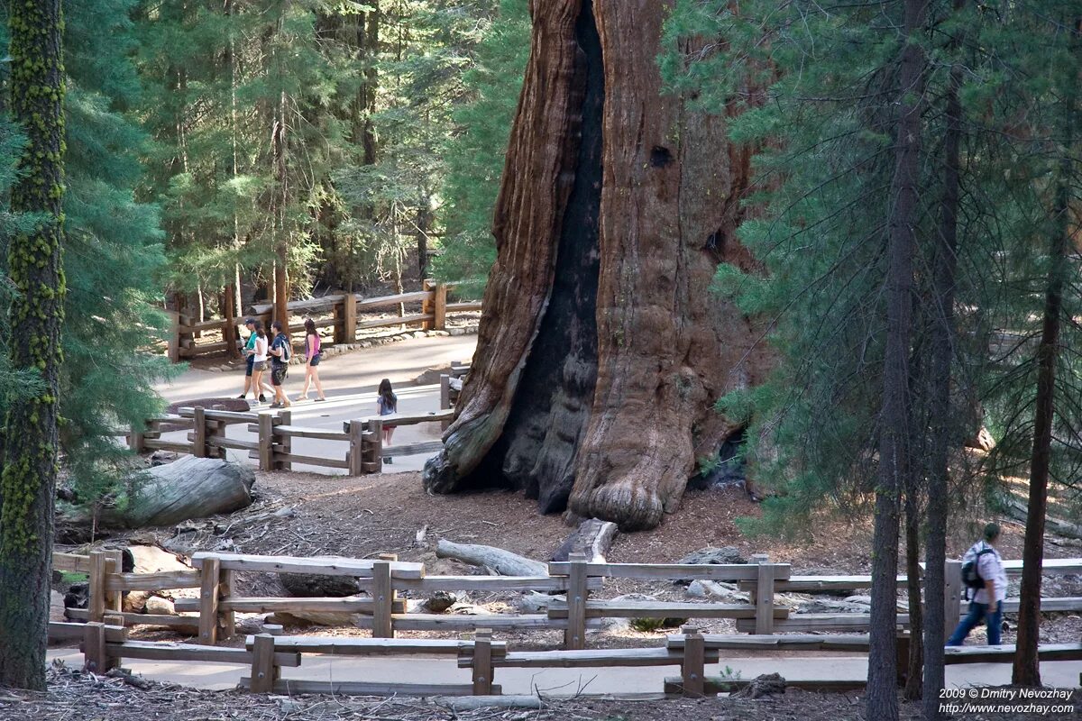 Sequoia park