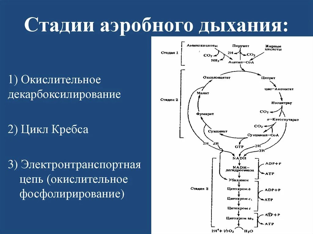 Аэробное дыхание этапы и схемы. Аэробное и анаэробное дыхание схема. Процесс аэробного дыхания. Этапы дыхания цикл Кребса. Аэробного типа