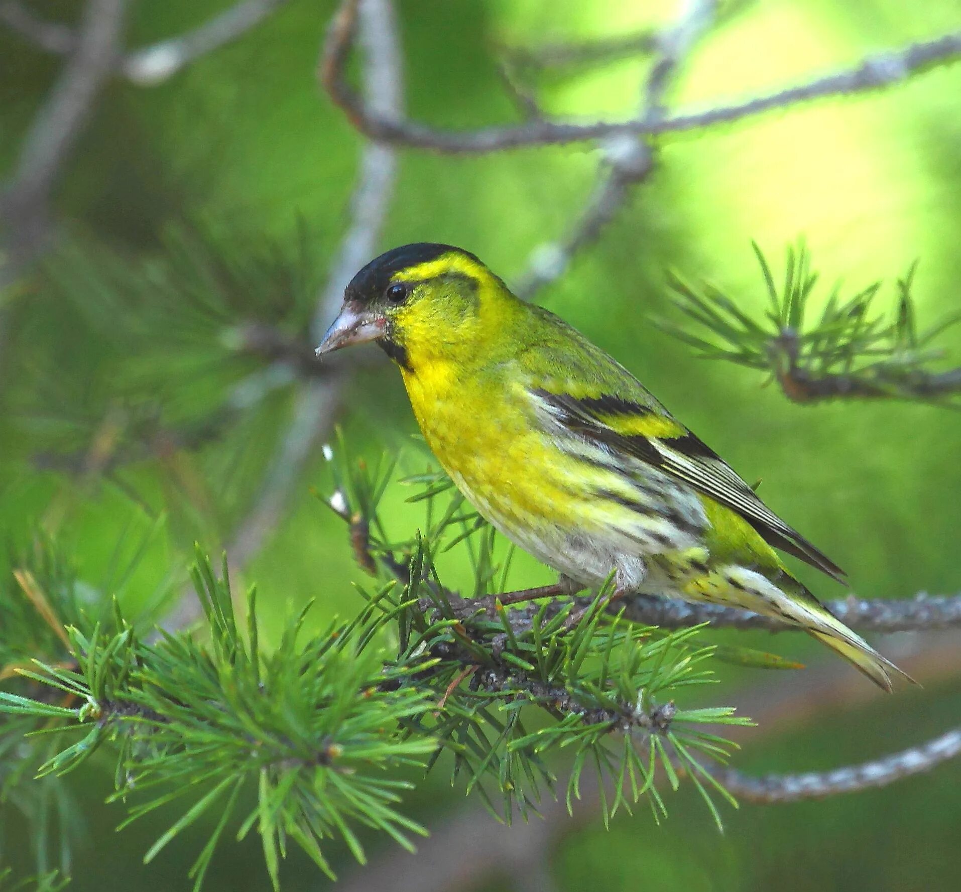 чиж (spinus spinus l. чиж самка. чиж обыкновенный. покажи чижик. певчие птицы чиж.