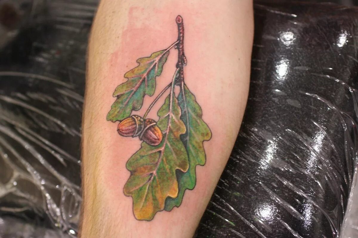 Что означает дубовый лист. Дуб черешчатый форма листовой пластинки. Листья дуба тату. Огурцы валдибен на отваре листьев дуба. Что означает дубовый лист.