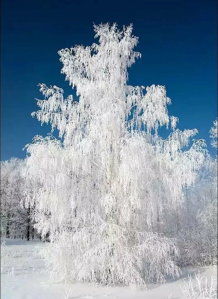 Все деревья в белых. Снежные деревья. зимняя береза. береза в снегу. белая береза.