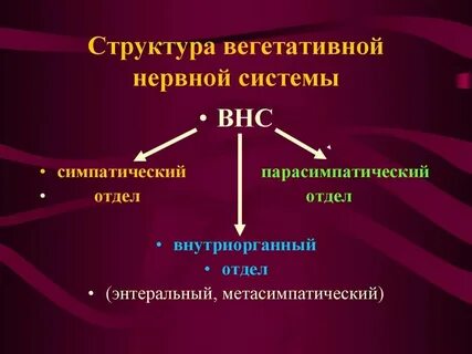 Соматическая симпатическая и парасимпатическая