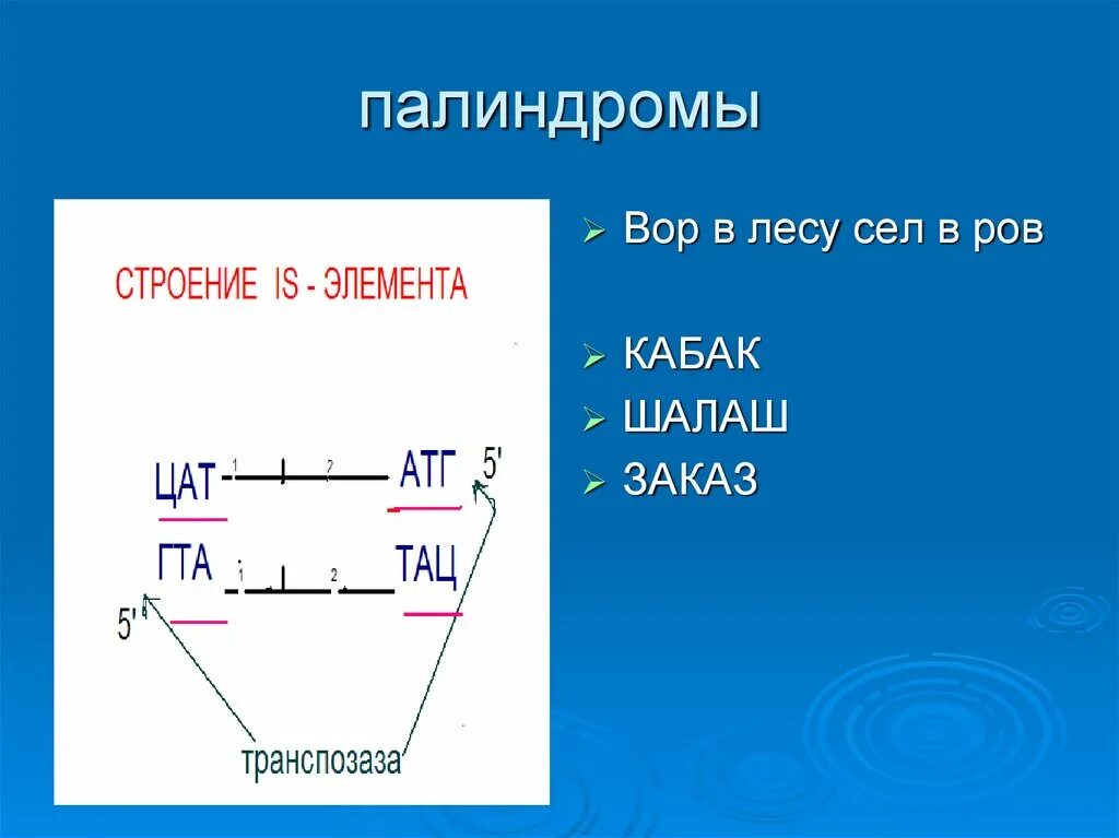 Палиндромы примеры. Условия палиндрома. Палиндромы в русском языке примеры. Палиндромы в математике.