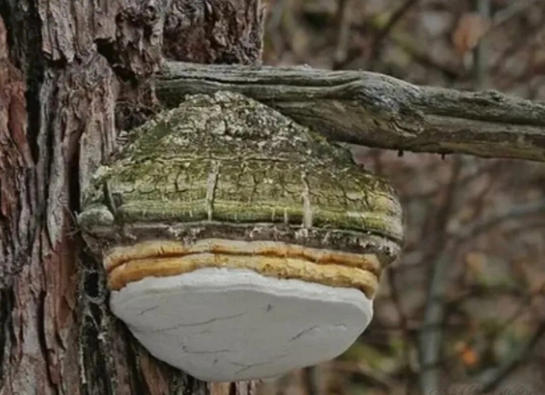 Гриб трутовик и береза тип отношений. Лиственничная губка (Fomitopsis officinalis). Агарик трутовик. Агарикус трутовик лиственничный. Лиственничная губка Агарикус.