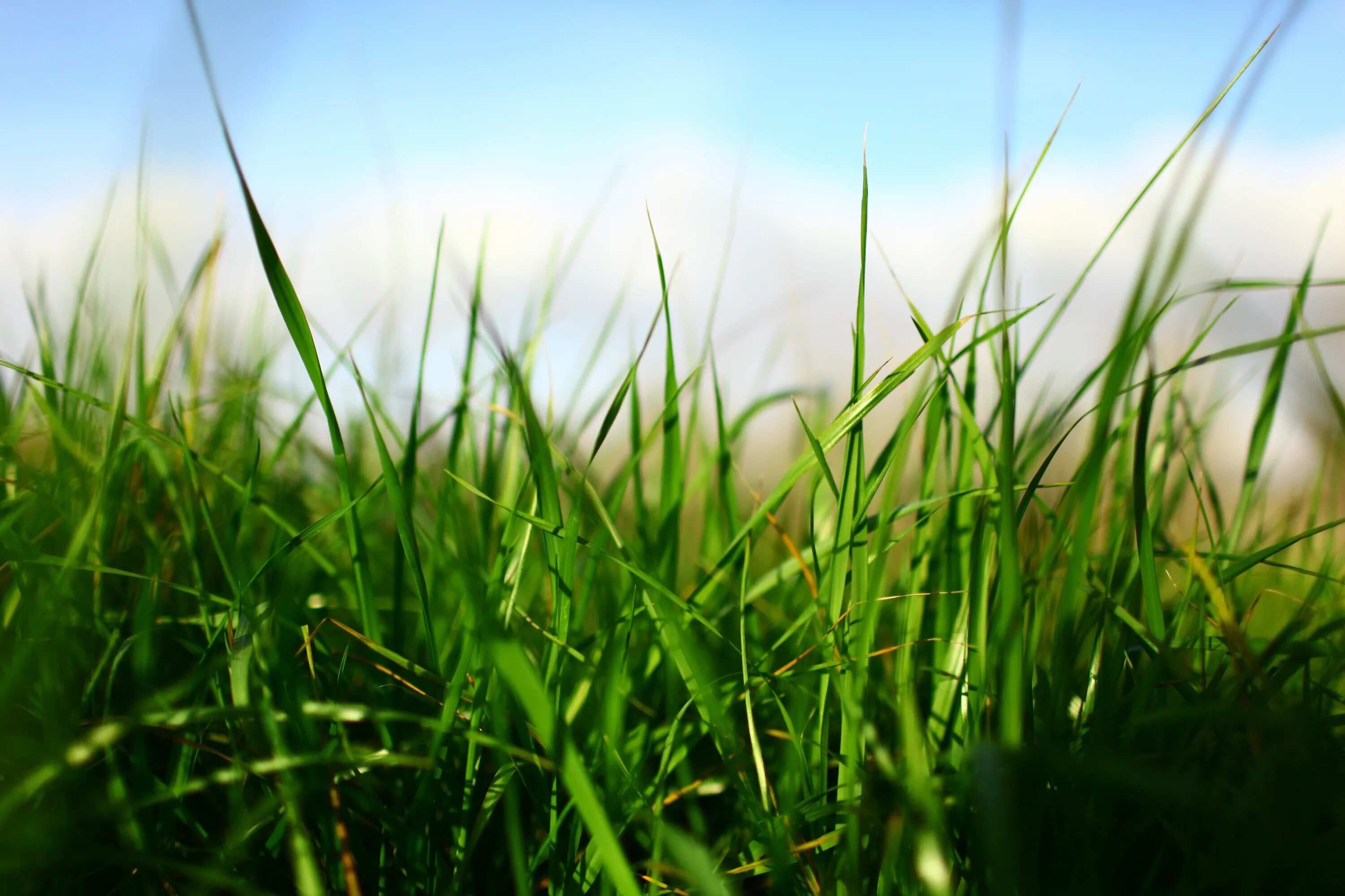 Grass plant. Трава. Сочная трава. Зеленая трава. Красивая трава.
