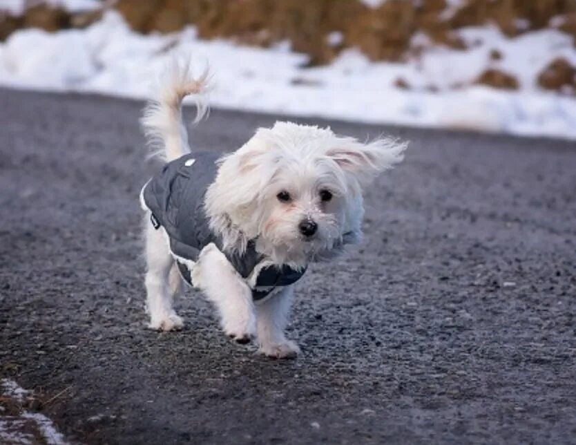 Идеальная порода собак. Небольшие собаки. болонка. молодые собаки. small white dog.