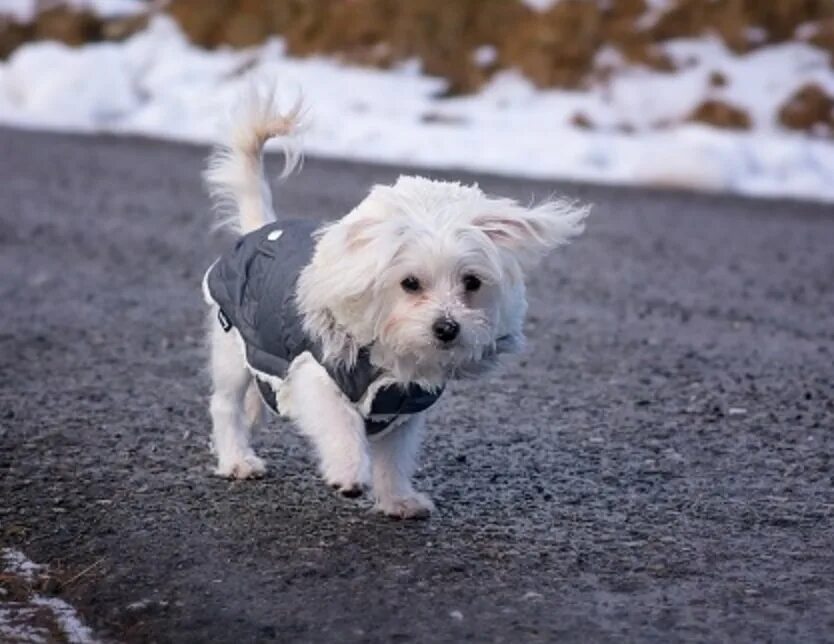 Небольшие собаки. Болонка. Молодые собаки. Small White Dog. Идеальная порода собак