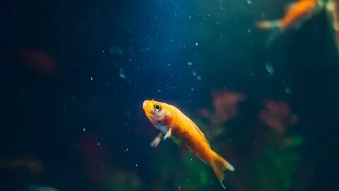 К чему снится рыба в воде живая