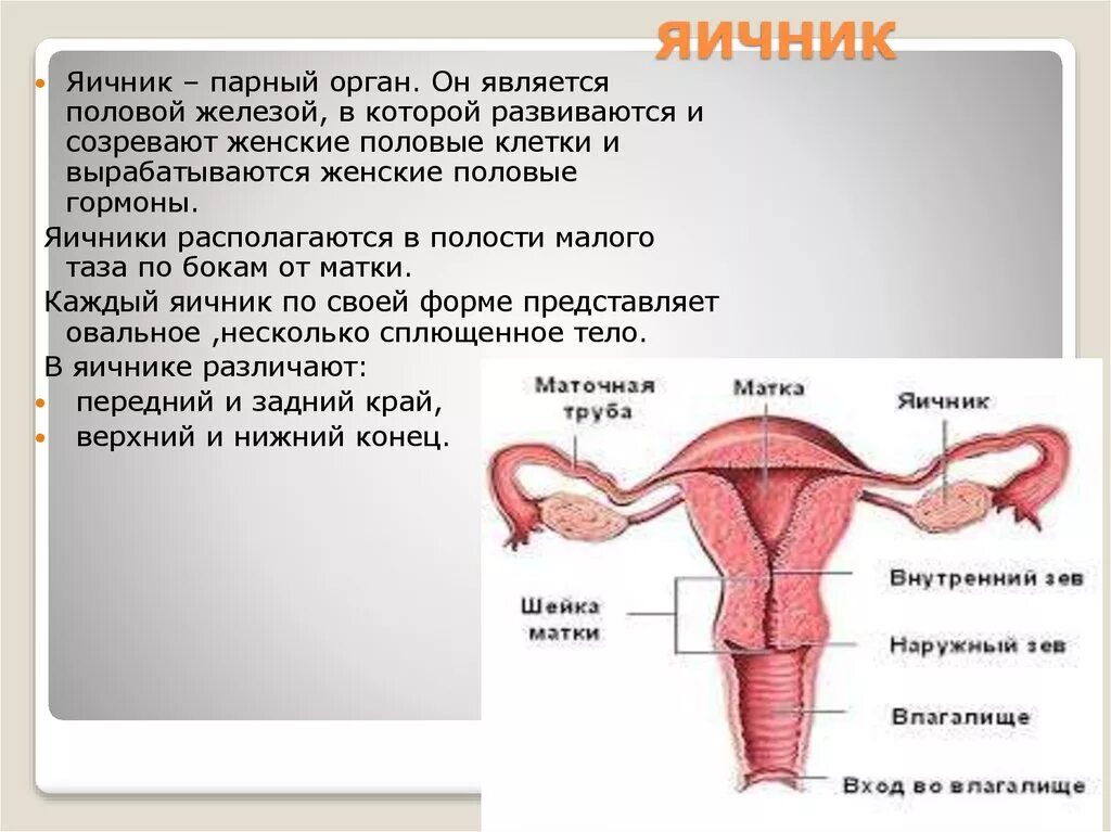 Женские половые органы яичник