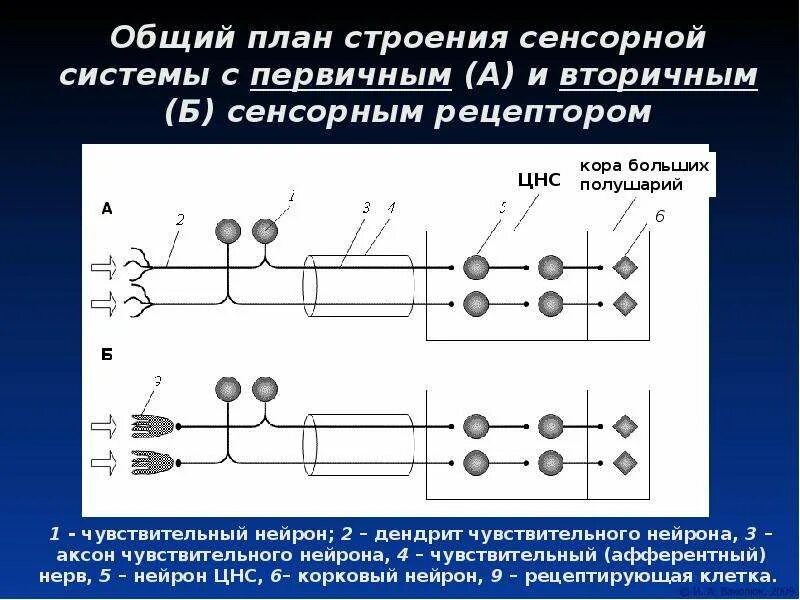 Элементы сенсорных систем. Общая схема строения сенсорных систем. Схема строения сенсорной системы. Схема строения сенсорной системы анализатора. Общая характеристика сенсорных систем физиология.