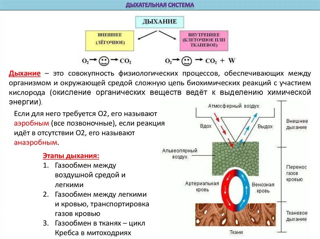 Схема процесса дыхания. Схема этапы дыхания. Процесс газообмена при дыхании. Дыхание в организме процесс схема.