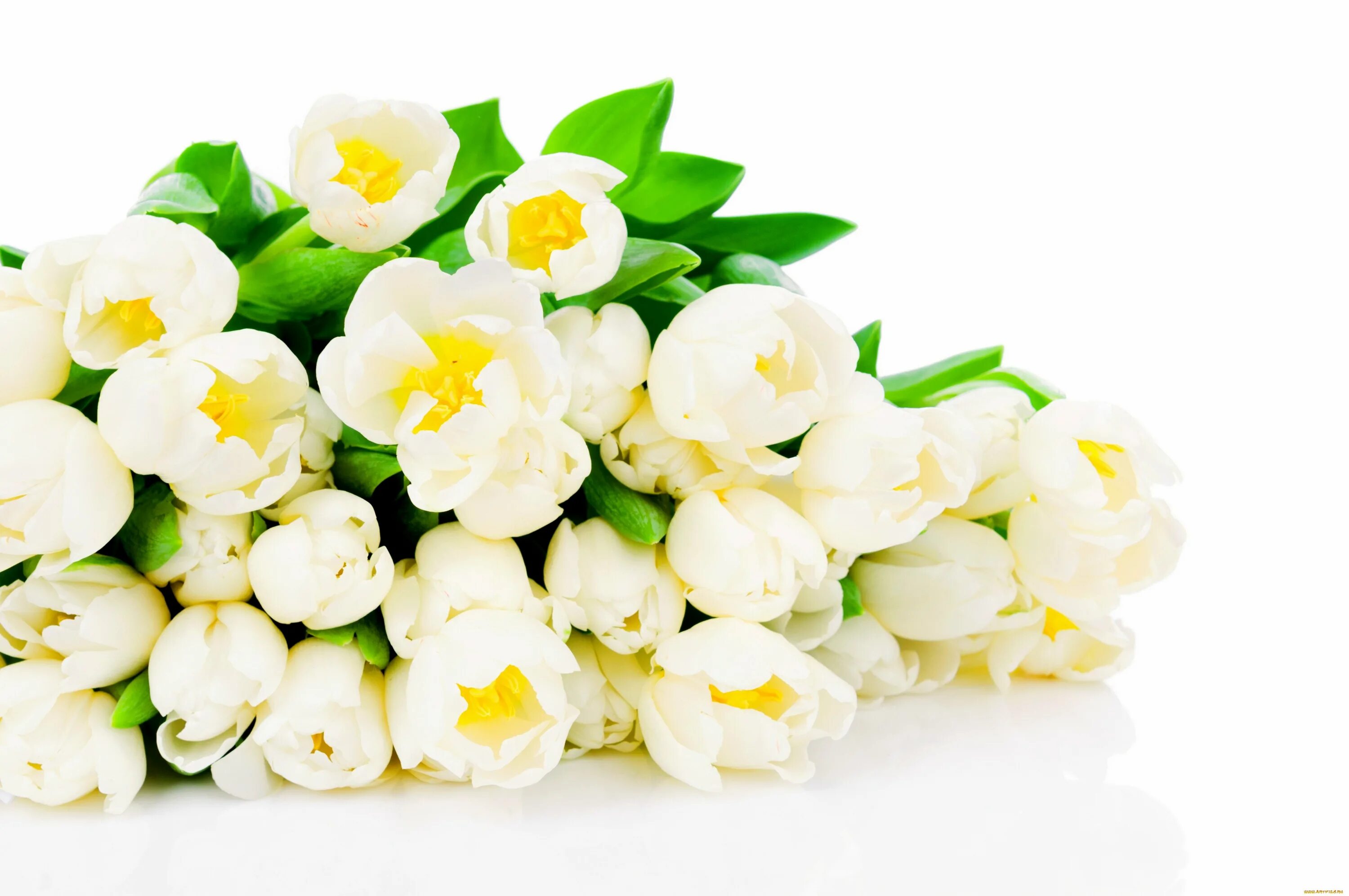 Белые тюльпаны. Букет цветов на белом фоне. Весенний букет на белом фоне. Белые весенние цветы. Весенний букет фон