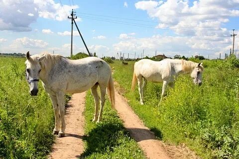 Лошади московская область