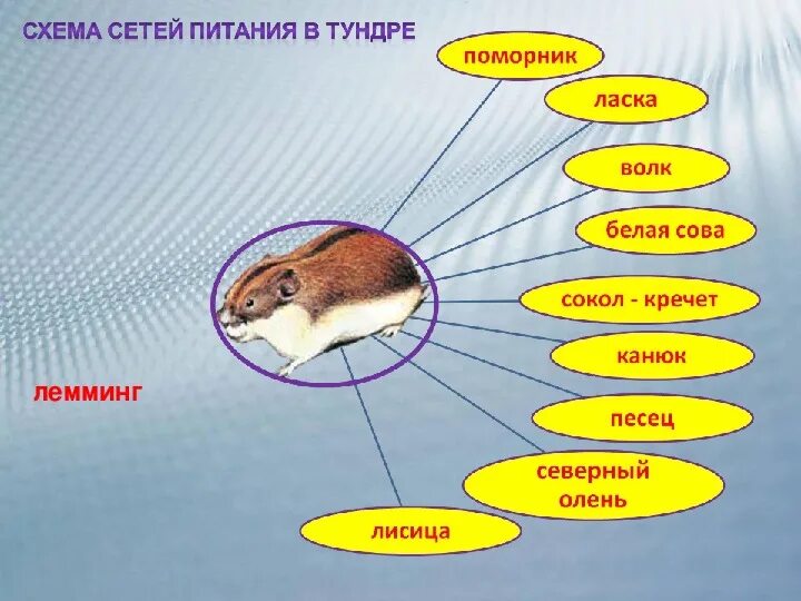 Составить пищевую цепь тундры. Цепь питания лемминг белая Сова песец. Цепь питания в тундре 4 класс окружающий мир схема. Цепь питания Морошка лемминг песец. Цепь питания в тундре 4 класс окружающий мир.