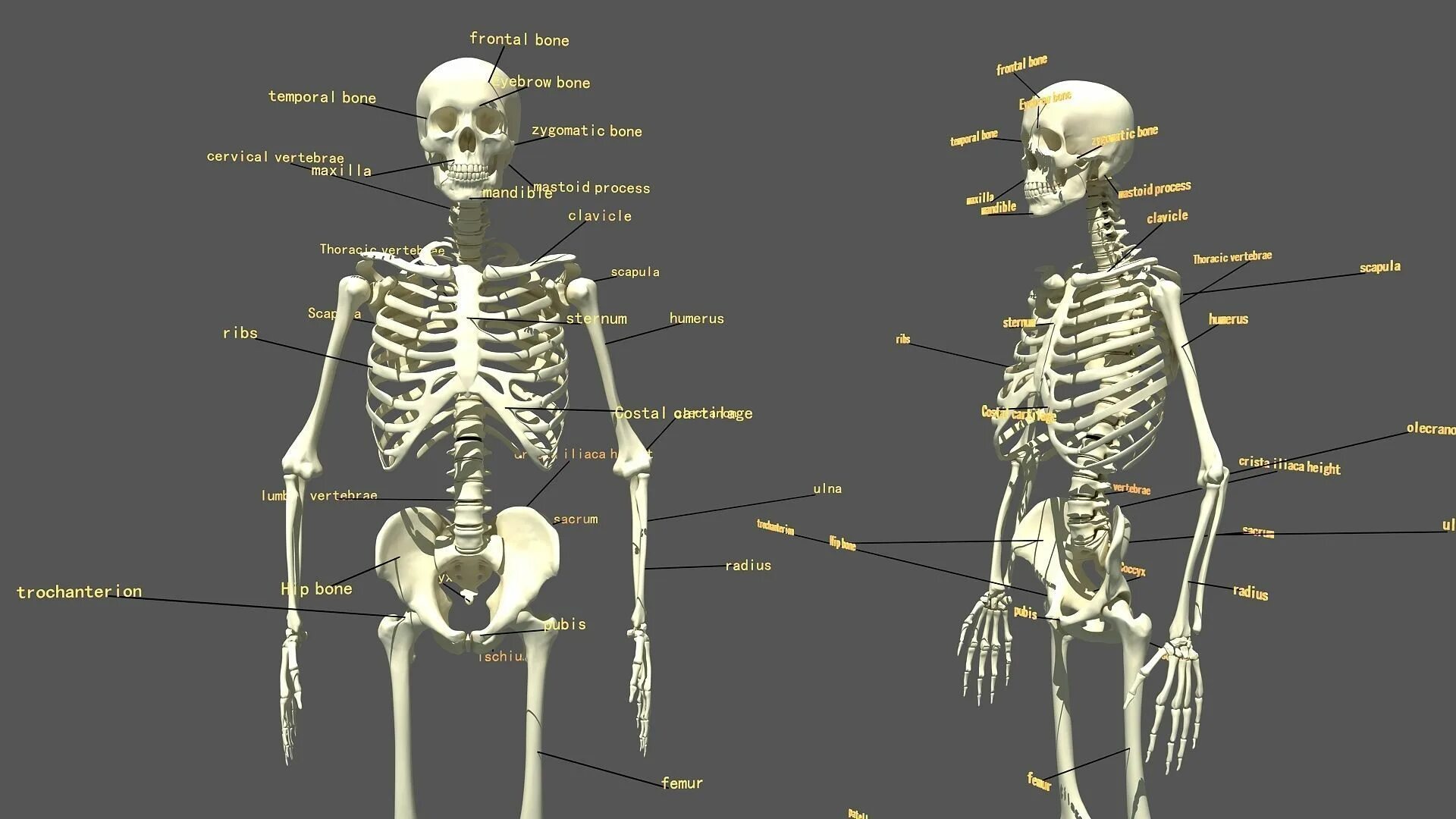 Скелет 3d. Мужской скелет. Женский скелет. Различия мужского и женского скелета. Мужской и женский скелет